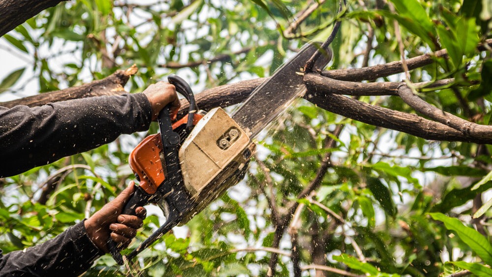 tree+trimming